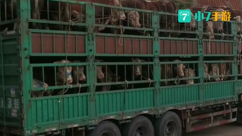 牦牛坐骑在哪买
