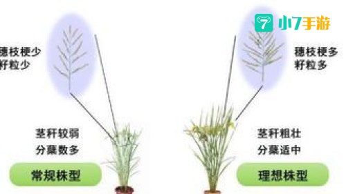 60年代农业第一次绿色革命
